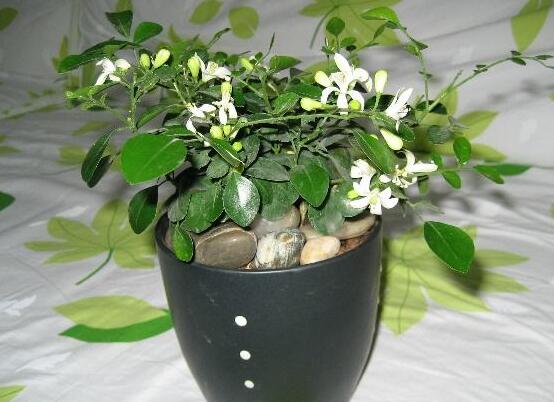 七里香如何浇水，见干见湿/一年四季浇水量皆不同