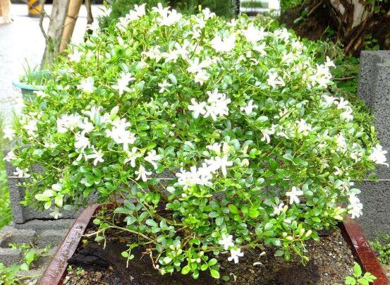 七里香如何浇水，见干见湿/一年四季浇水量皆不同