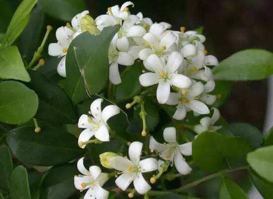 七里香如何浇水，见干见湿/一年四季浇水量皆不同