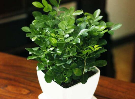 七里香如何浇水，见干见湿/一年四季浇水量皆不同