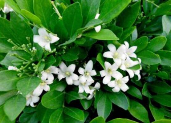 七里香如何浇水，见干见湿/一年四季浇水量皆不同