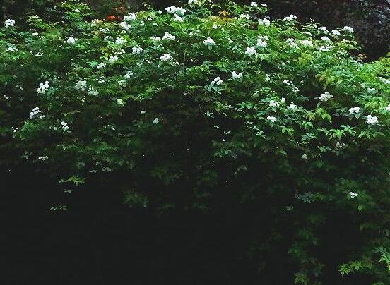 七里香如何浇水，见干见湿/一年四季浇水量皆不同