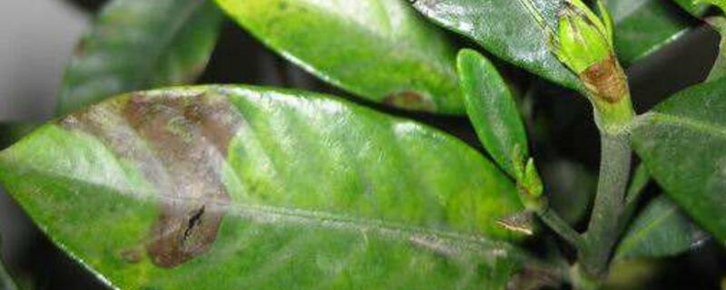 元宝树叶子干枯如何办