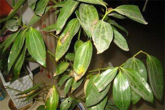 元宝树叶子干枯如何办