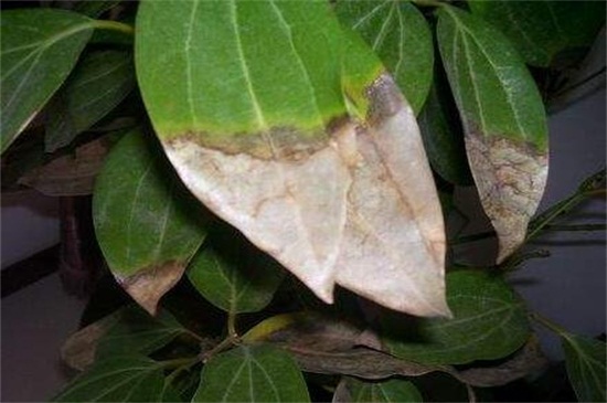 元宝树叶子干枯如何办