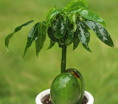 元宝树的养殖办法和留意事项：留意栽植不宜过密