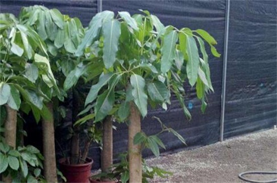 大叶伞叶子发黑如何办，需更换盆土洒药预防和治疗病虫