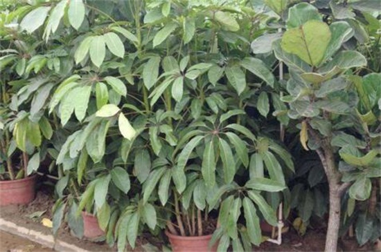 大叶伞叶子发黑如何办，需更换盆土洒药预防和治疗病虫