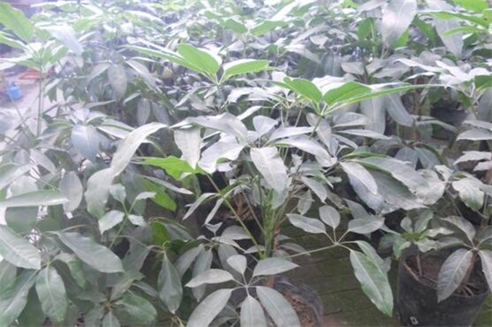 大叶伞叶子发黑如何办，需更换盆土洒药预防和治疗病虫