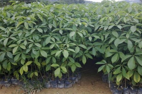 大叶伞叶子发黑如何办，需更换盆土洒药预防和治疗病虫