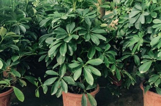 适合鸭脚木的肥料,建议使用有机肥和复合肥