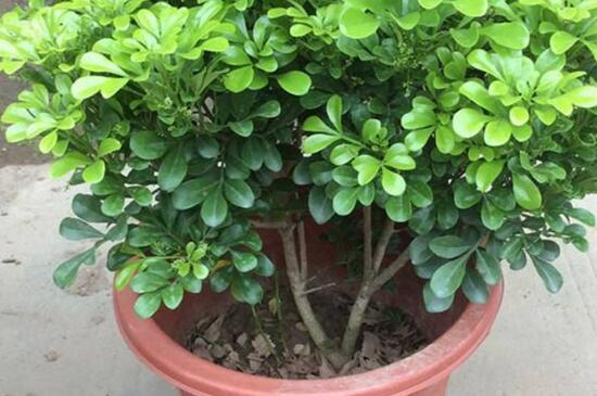 适合鸭脚木的肥料,建议使用有机肥和复合肥