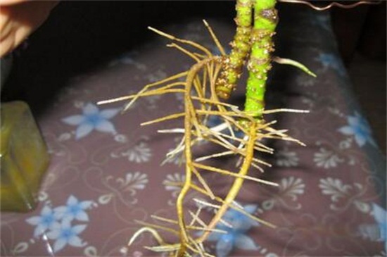 鸭脚木泡水生根法，可土培洗根或枝条促根