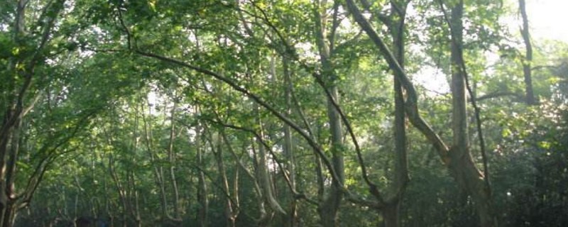 南京为何种满梧桐树