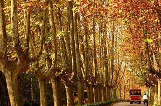 南京为何种满梧桐树