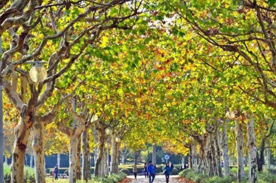 南京为何种满梧桐树