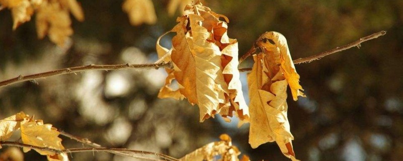 梧桐树冬季落叶吗