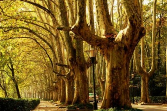 梧桐树冬季落叶吗