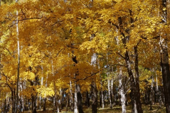 梧桐树冬季落叶吗