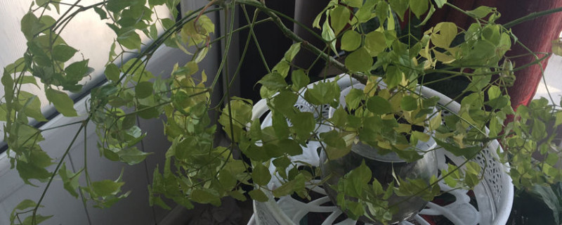 幸福树叶子发黄干枯如何回事