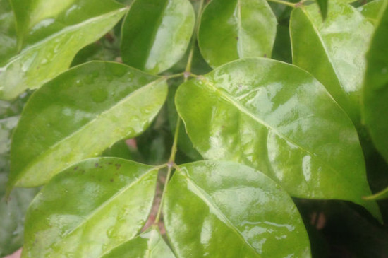 幸福树叶子发黄干枯如何回事