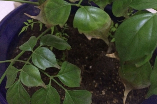 幸福树叶子发黄干枯如何回事