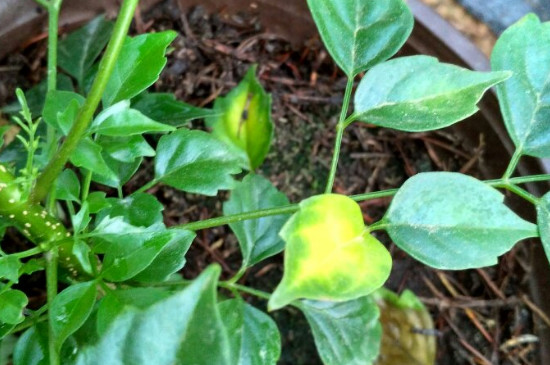 幸福树叶子发黄干枯如何回事