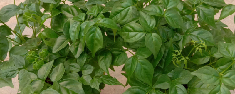 幸福树夏季多久浇水一次