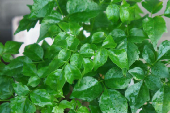 幸福树夏季多久浇水一次