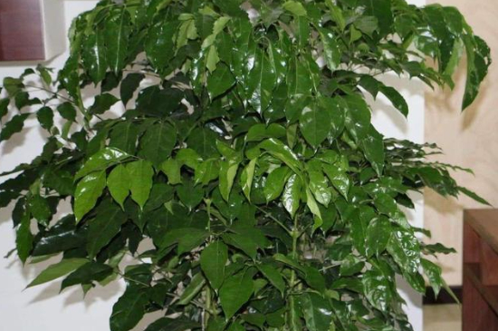 幸福树夏季多久浇水一次