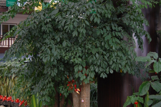 幸福树夏季多久浇水一次