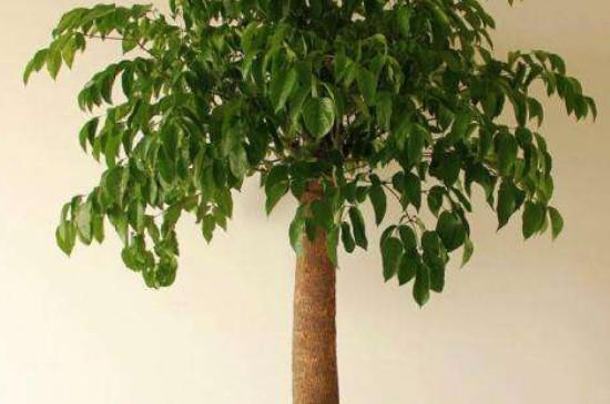 幸福树冬季会冻死吗