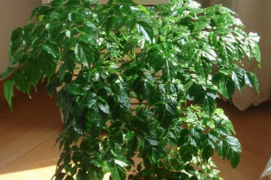 幸福树冬季会冻死吗