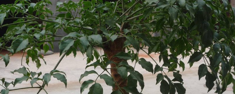 幸福树截杆办法