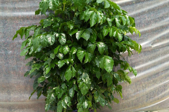 幸福树截杆办法