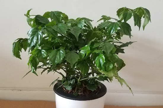 幸福树截杆办法