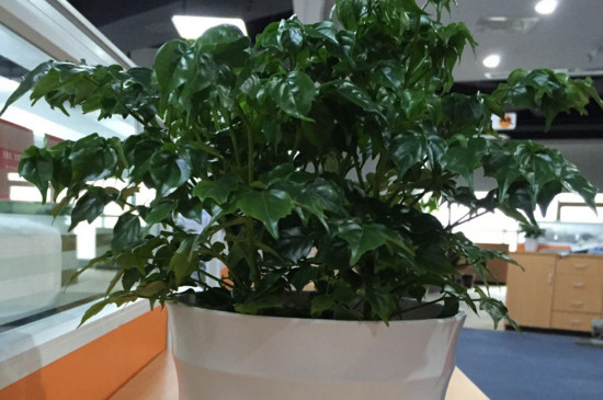 幸福树截杆办法