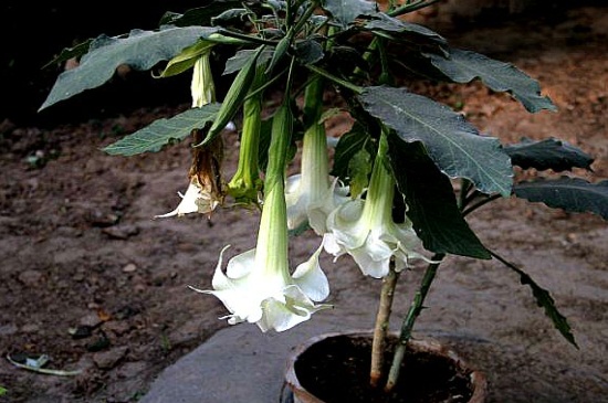 曼陀罗花如何施肥，详解不同阶段的施肥办法