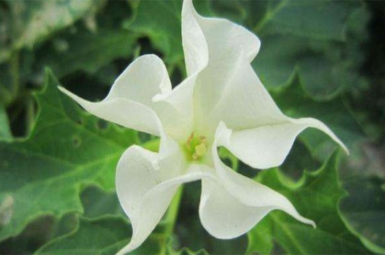 曼陀罗花如何施肥，详解不同阶段的施肥办法