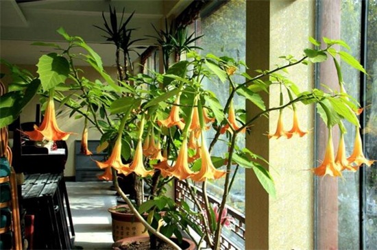 曼陀罗和秋葵的区别，科属形态花期不同