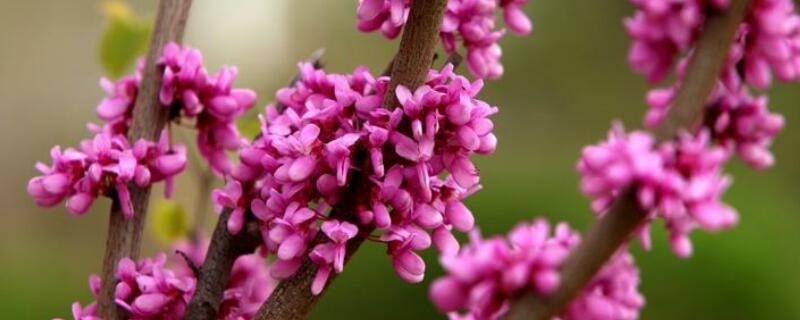 紫荆的冬季养殖禁忌