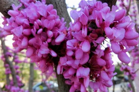紫荆冬季能开花吗，如何过冬