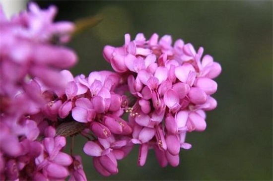 紫荆冬季能开花吗，如何过冬