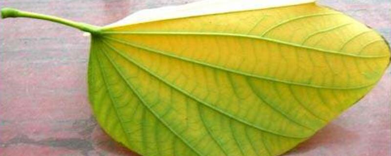 紫荆叶子变黄如何办