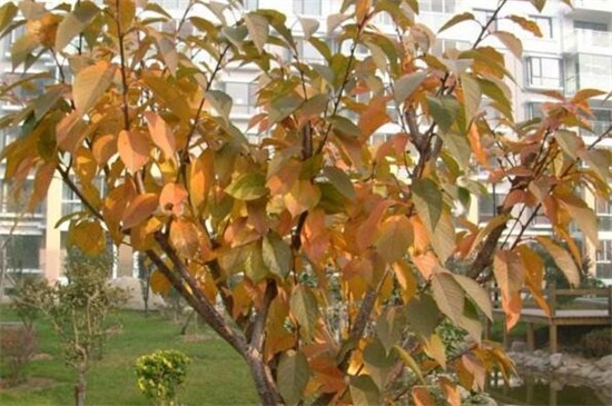 紫荆叶子变黄如何办