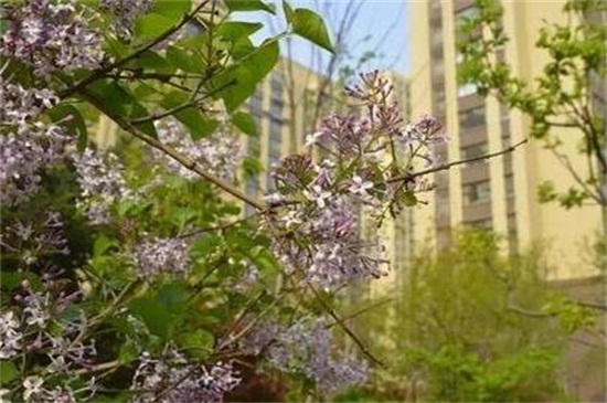 紫荆叶子变黄如何办