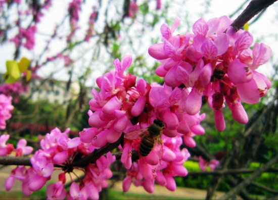 紫荆花期：花期3～4月