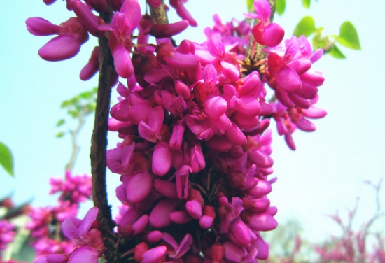 紫荆花期：花期3～4月