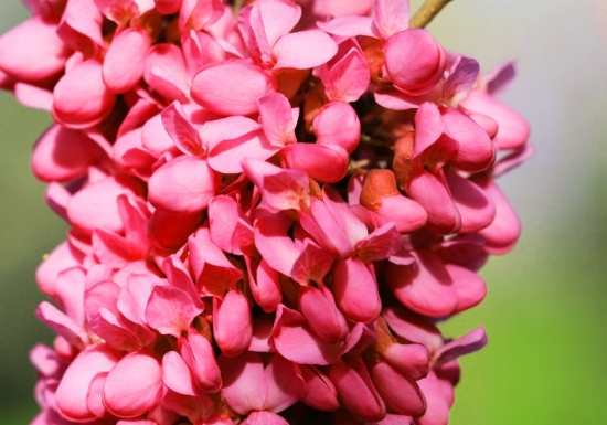 “饱满”的紫荆花图片 紫荆图片附介绍:相册的图片免费下载