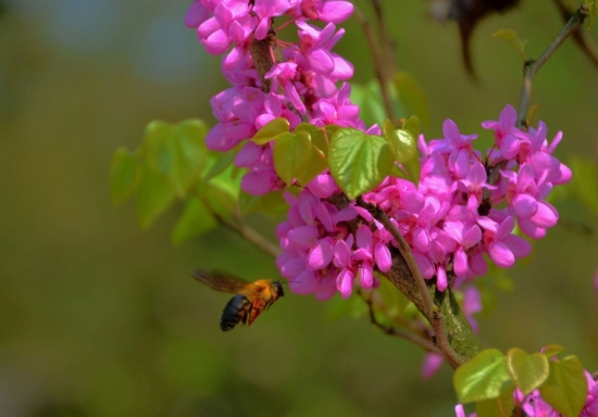 “招蜂引蝶”(紫荆)图片 紫荆图片附介绍:相册的图片免费下载